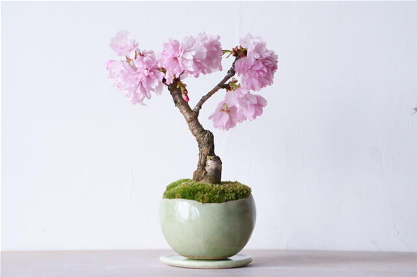 Cute Japanese Sakura Cherry Blossom Bonsai