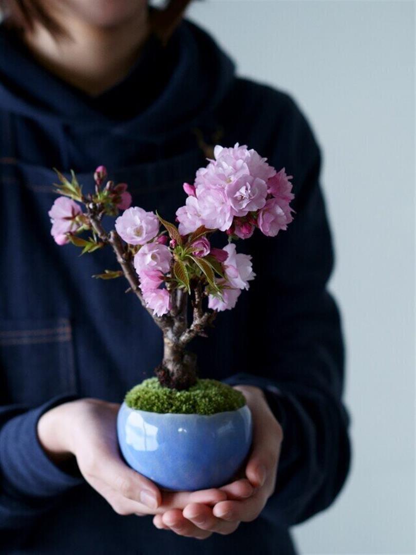 Cute Japanese Sakura Cherry Blossom Bonsai