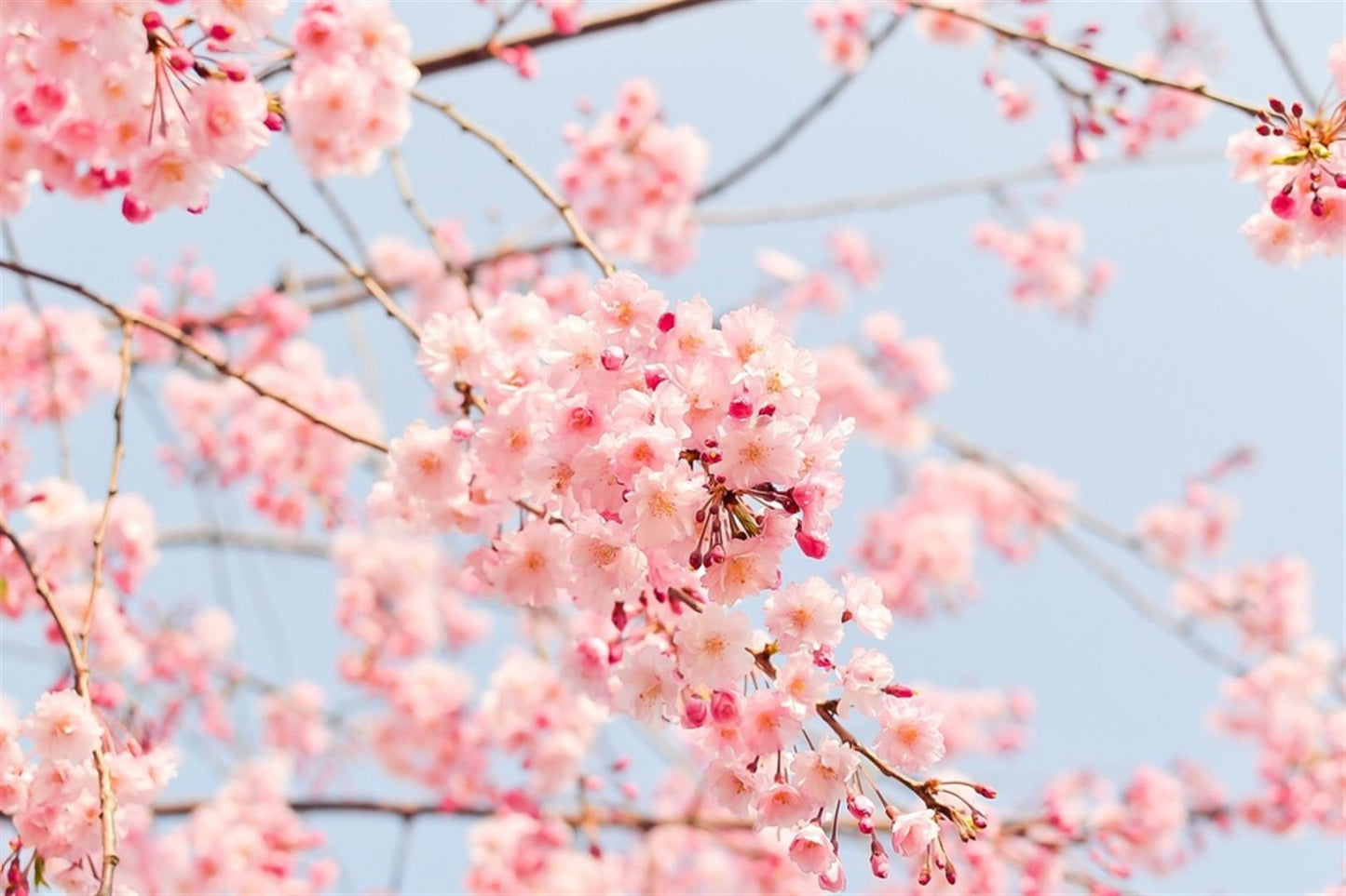 Cute Japanese Sakura Cherry Blossom Bonsai