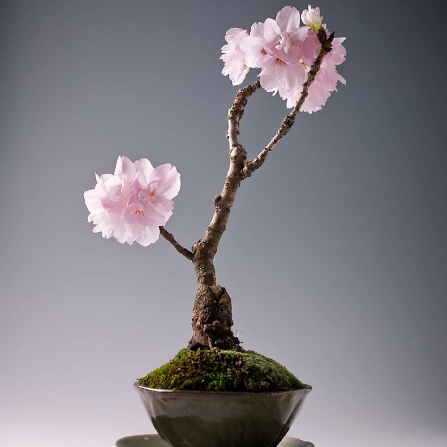 Cute Japanese Sakura Cherry Blossom Bonsai