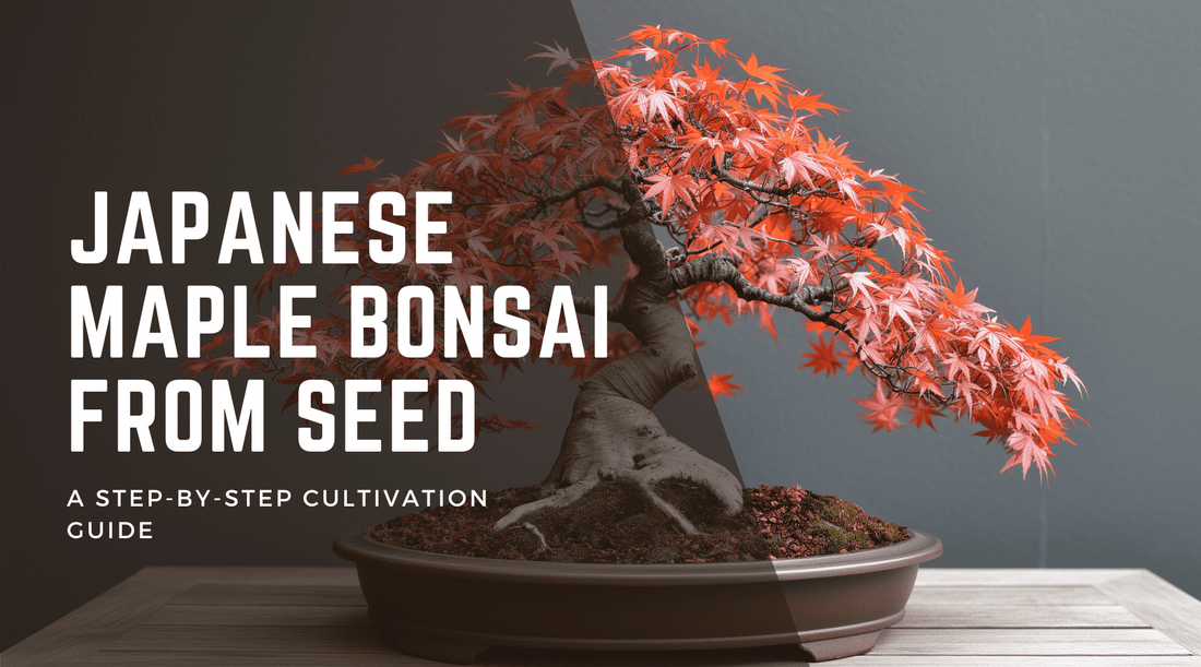 Japanese Maple Bonsai from Seed: A Step-by-Step Cultivation Guide