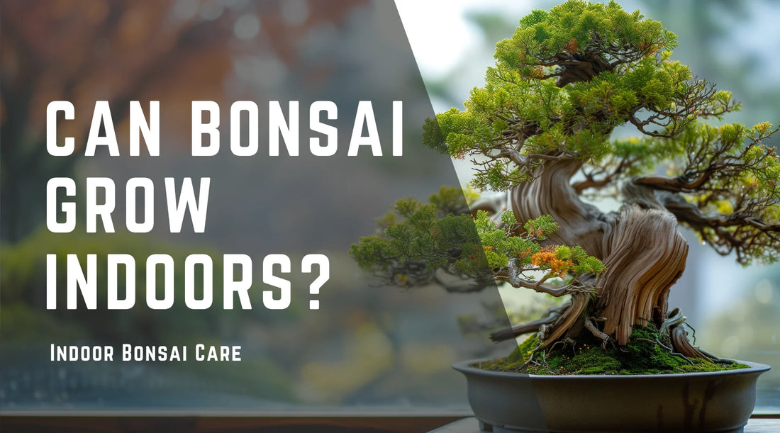 Indoor Bonsai Care: Can Bonsai Grow Indoors?