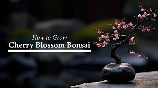 Sakura Bonsai: How to Grow Your Own Cherry Blossom