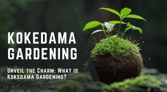 Unveil the Charm: What is Kokedama Gardening?