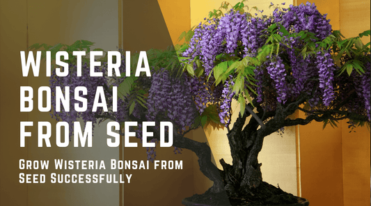 Grow Wisteria Bonsai from Seed Successfully