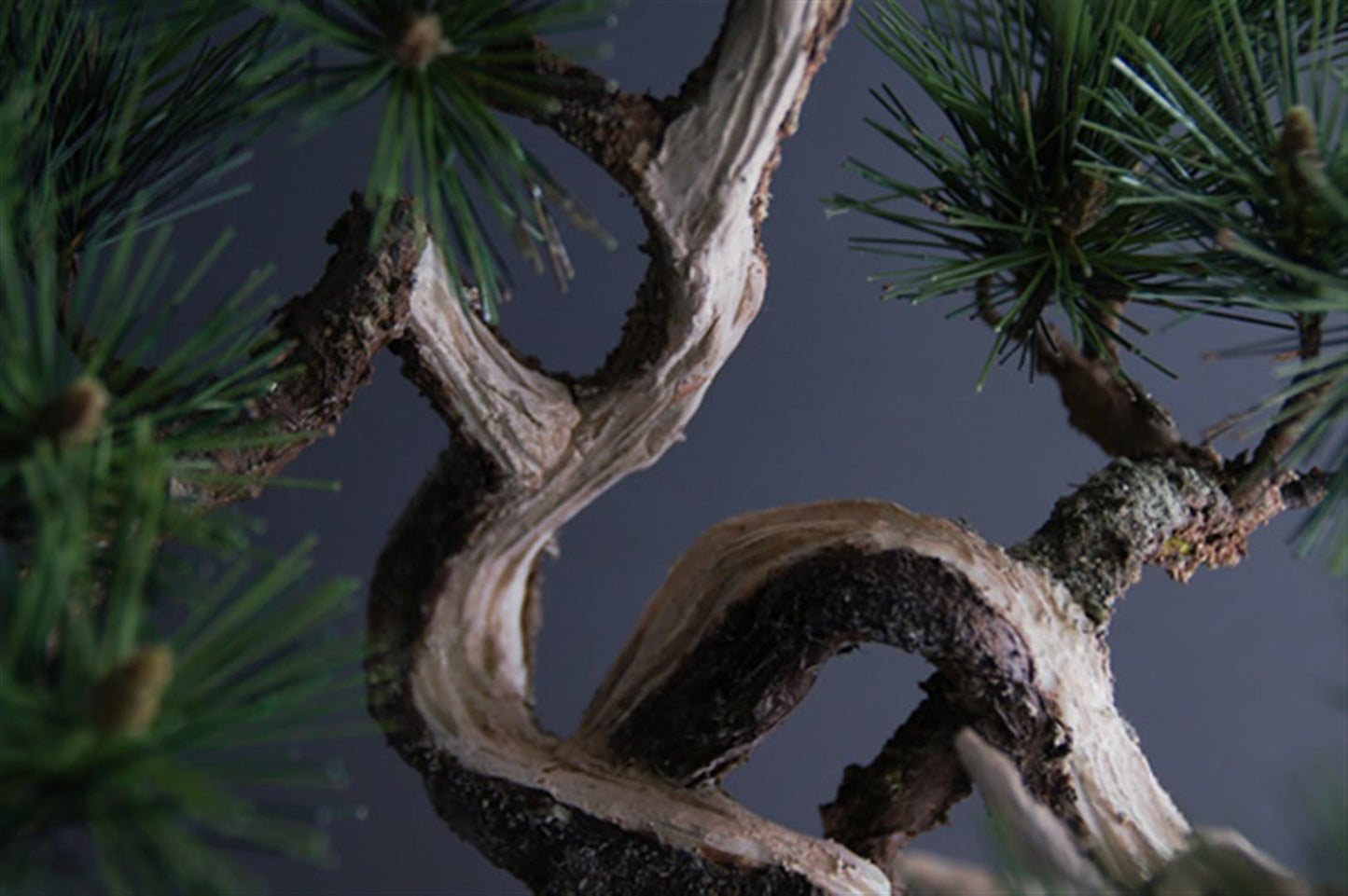 Kuromatsu Black Pine bonsai
