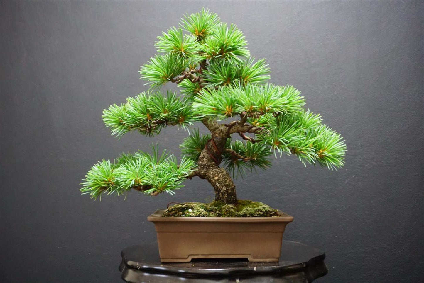Kuromatsu Black Pine bonsai