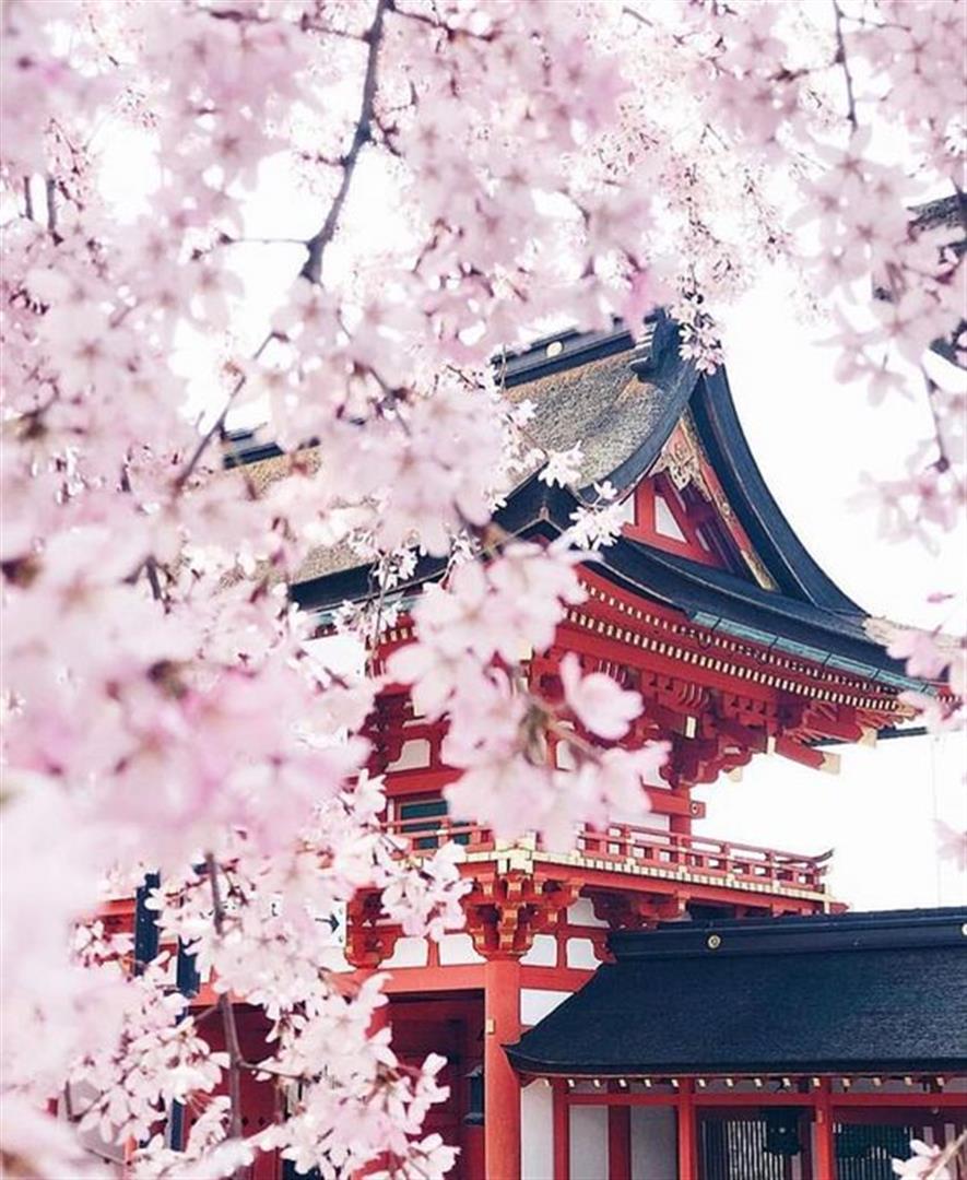 Cute Japanese Sakura Cherry Blossom Bonsai
